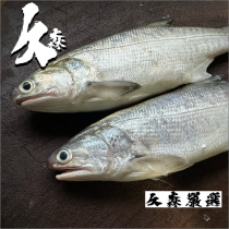 【久森嚴選】鮮撈午魚